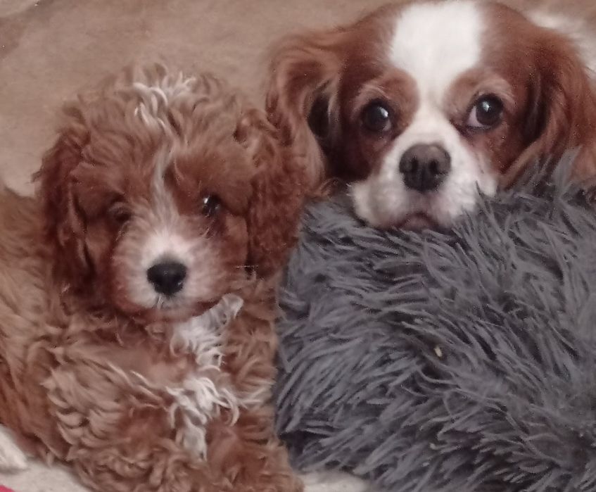 Cavapoo F1 chłopak