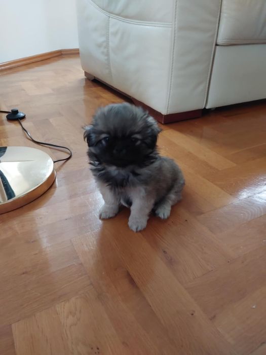 Szczeniaki Pekińczyka