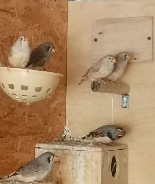 Zeberki różne mutacje , Samce i Samice