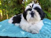 Shih Tzu suczka z rodowodem metryką ZKwP FCI