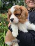 Cavalier King Charles Spaniel tricolor - Bazyl
