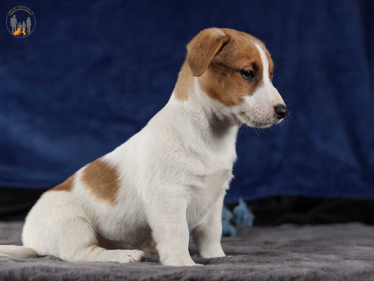 Jack Russell Terrier ZKwP FCI