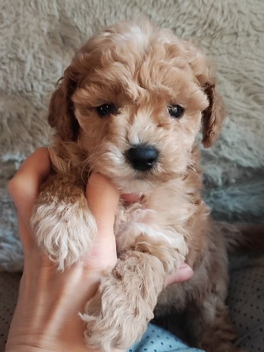 Super piesek Maltipoo F1b więcej genów pudla