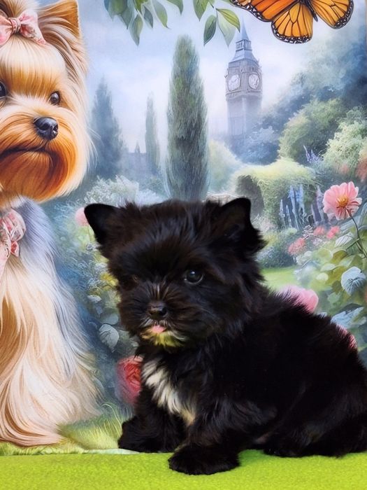 Yorkshire terrier czarny z paszportem i rodowodem