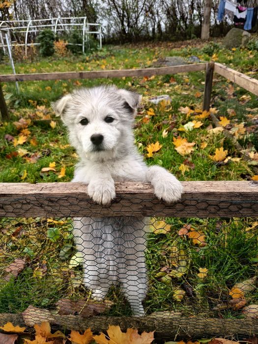 Syberian husky suczka