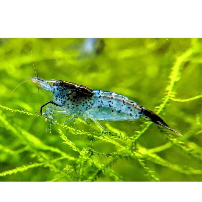 Krewetka Niebieska - Blue Rili - dowóz ryb!