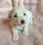 Maltipoo. Chlopczyk Mambo.