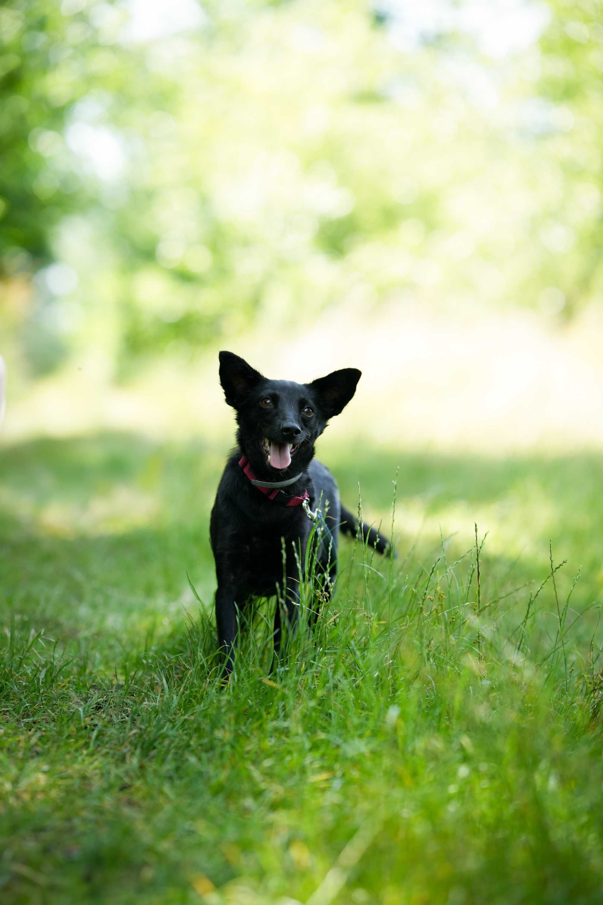 Werka - czarna, spokojna suczka do adopcji!