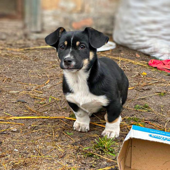 Цуценя хлопчик/дівчинка у добрі руки