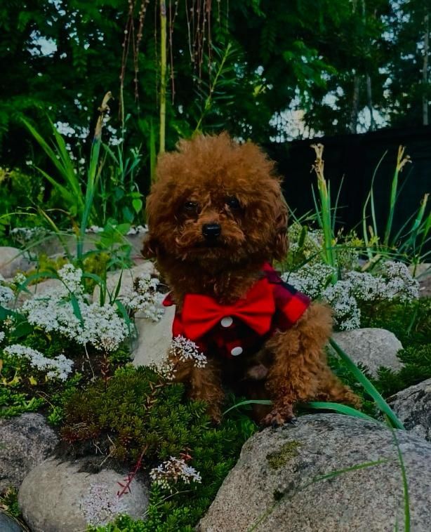Pudel toy red brown dziewczynka