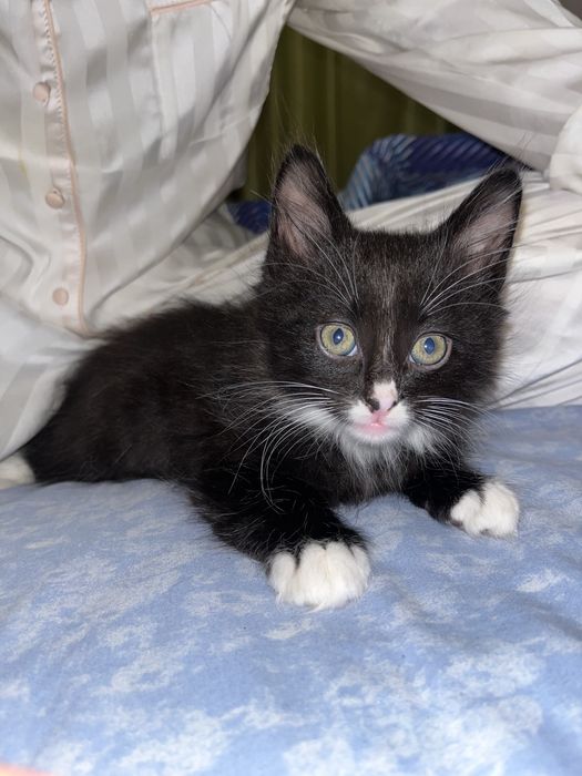 Львів, Віддам котика