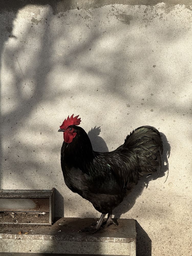 Kogut Australorp