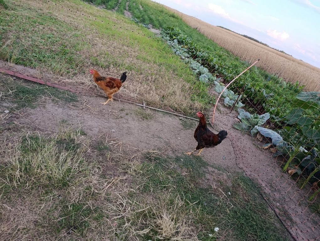 Sprzedam  koguty
