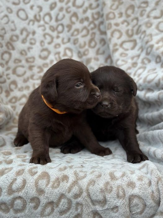 Шоколадки, бронь