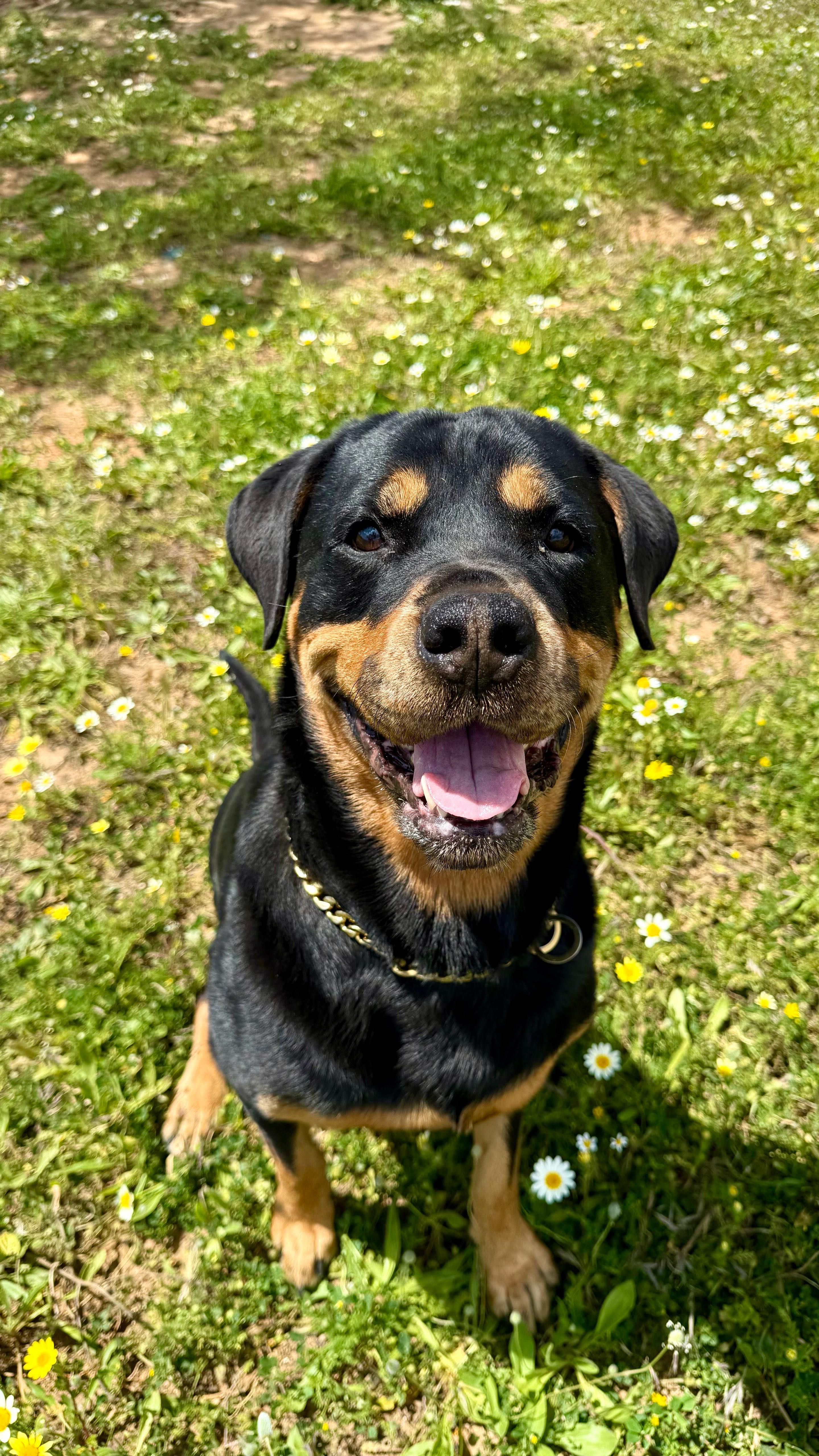 Rottweiler, suczka, Rottweilerka Roxy super z dziećmi, do adopcji