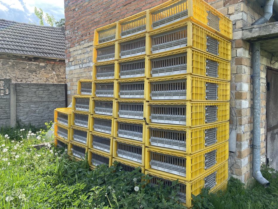 Transportery Klatki na króliki, kury inne