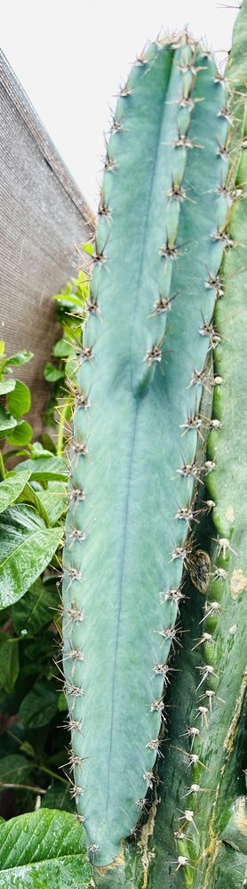 Cacto Cereus Peruvians azul dá fruto até 50cm