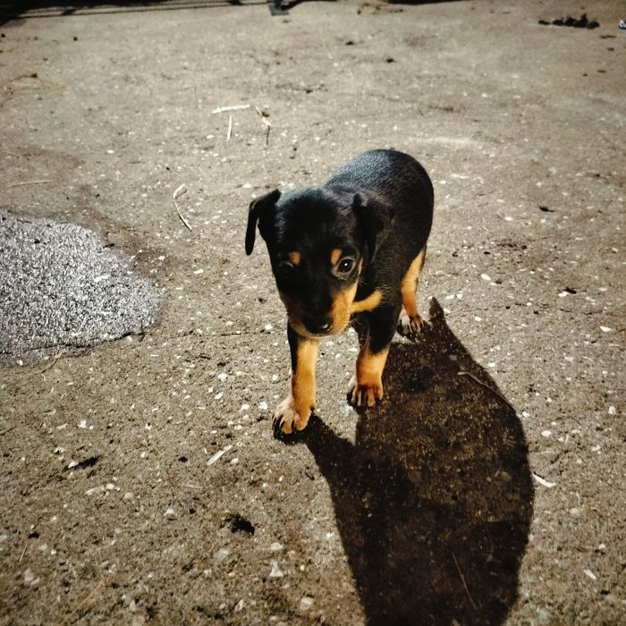 Cãezinhos descendentes de Pinscher – 1 mês – porte médio/pequeno