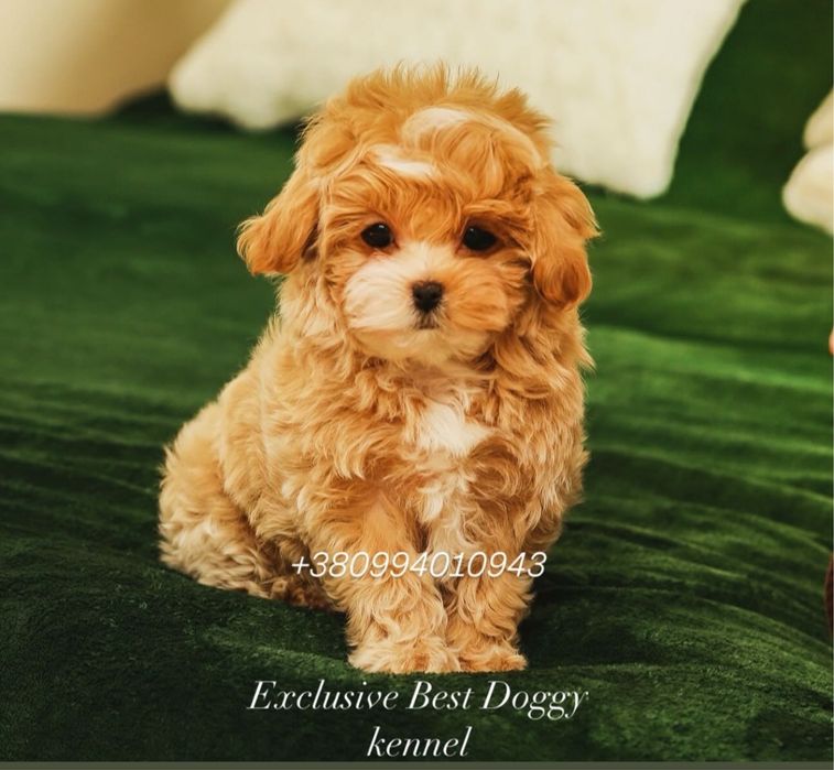 Шик і ексклюзив-цуценята VIP mini мальтіпу. Мальтіпу. Міні мальтіпу ф1