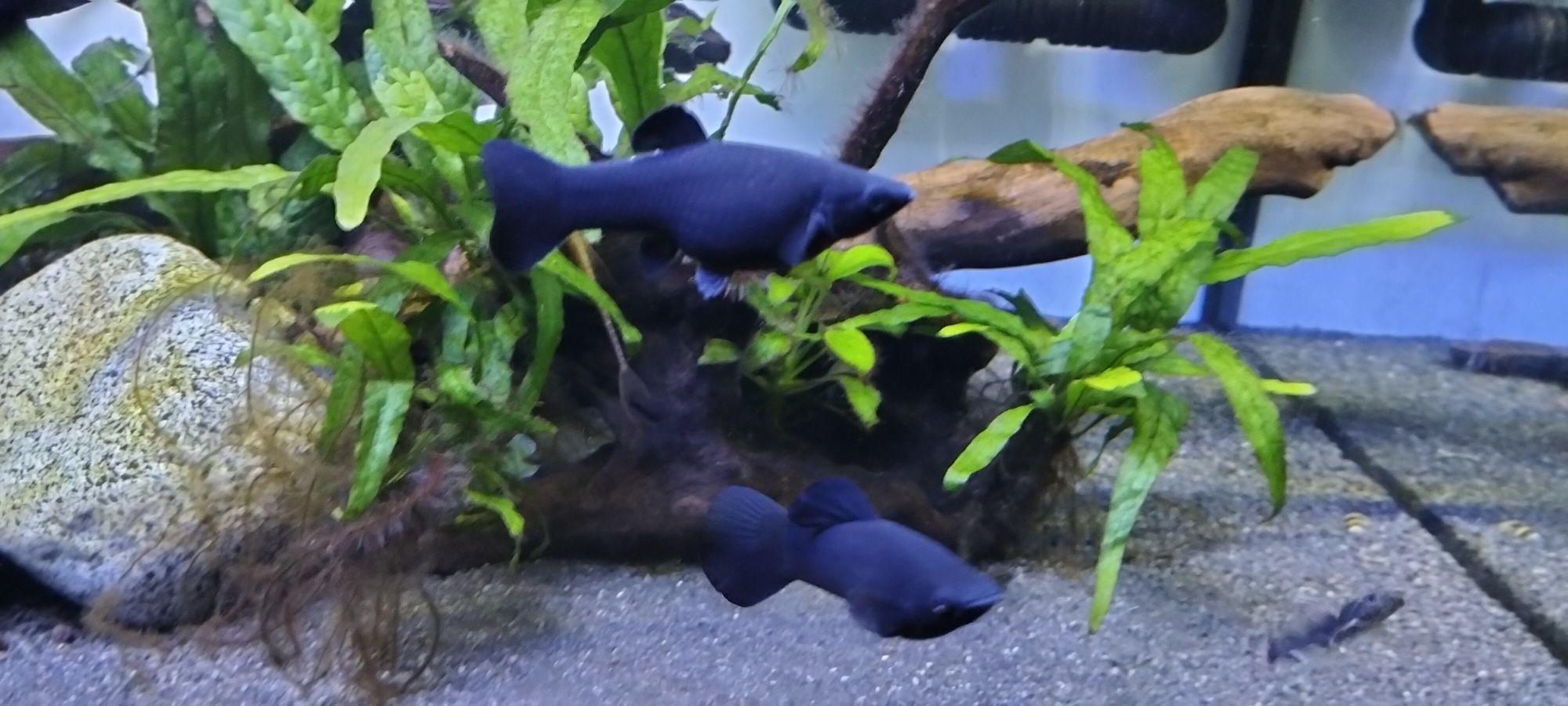 Molinezja Black Molly