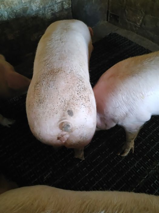 Продам свиней живою вагою.