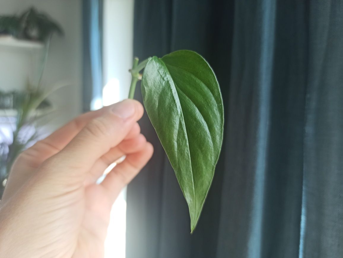 Monstera Obliqua Colombian Form