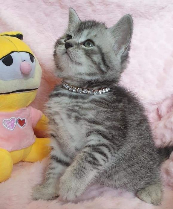 Kocurek Brytyjski z 5-cio pokoleniowym rodowodem