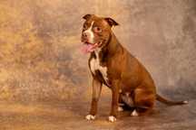 Misia w typie amstaff