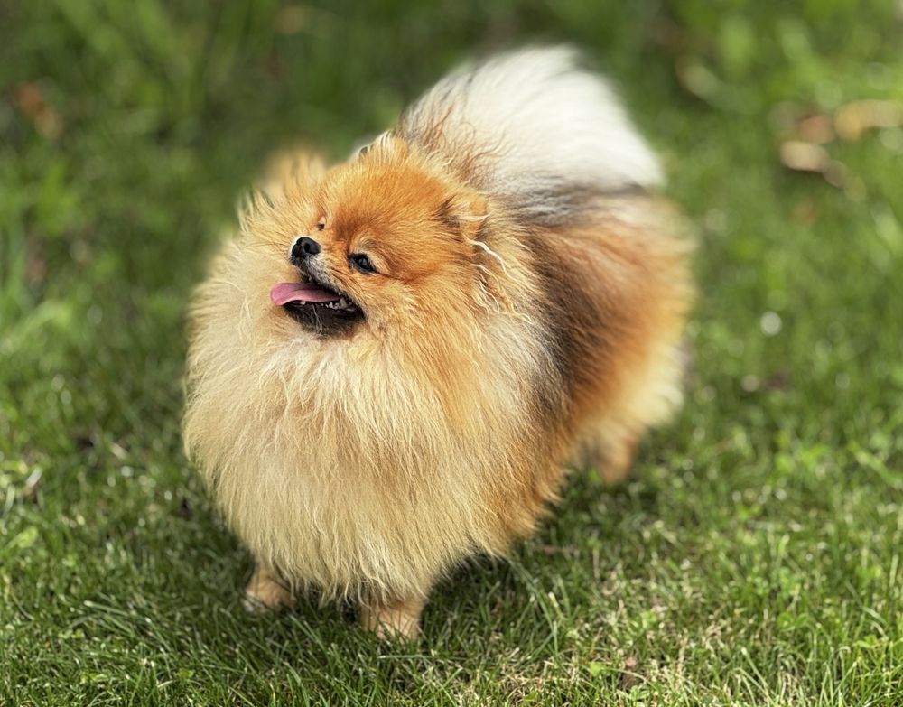 Gotowy do odbioru! OPALIT pies szczenię szpic miniaturowy pomeranian