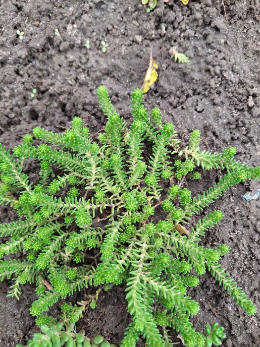 Продам садові декоративні рослини