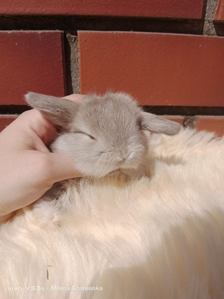 Mini lop, królik miniaturka, króliczek baranek, karzełek
