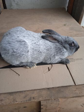 Продам кролі полтавське срібло.