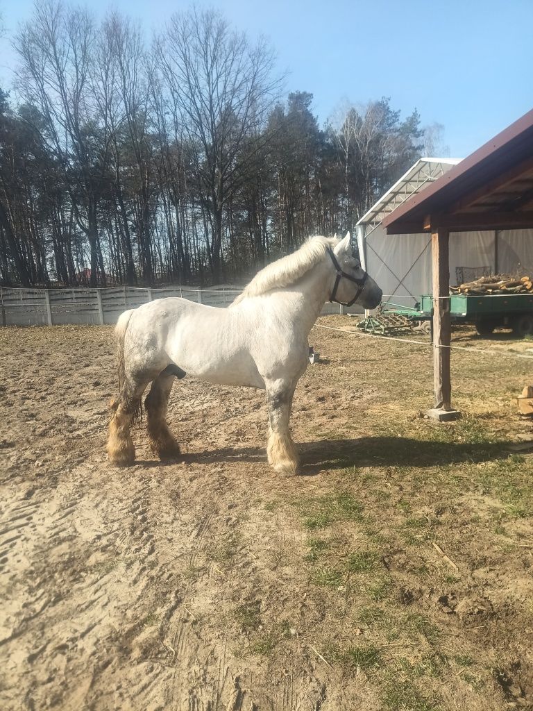 Ogier perszeron 84 punkty