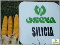 Mega Wczesna Kukurydza SILICJANA Fao140 Kukurydza Po jęczmieniu Oseva