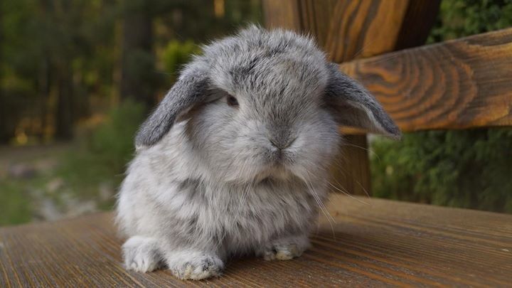 Króliczek miniaturka mały mini lop zarejestrowana hodowla mini lop