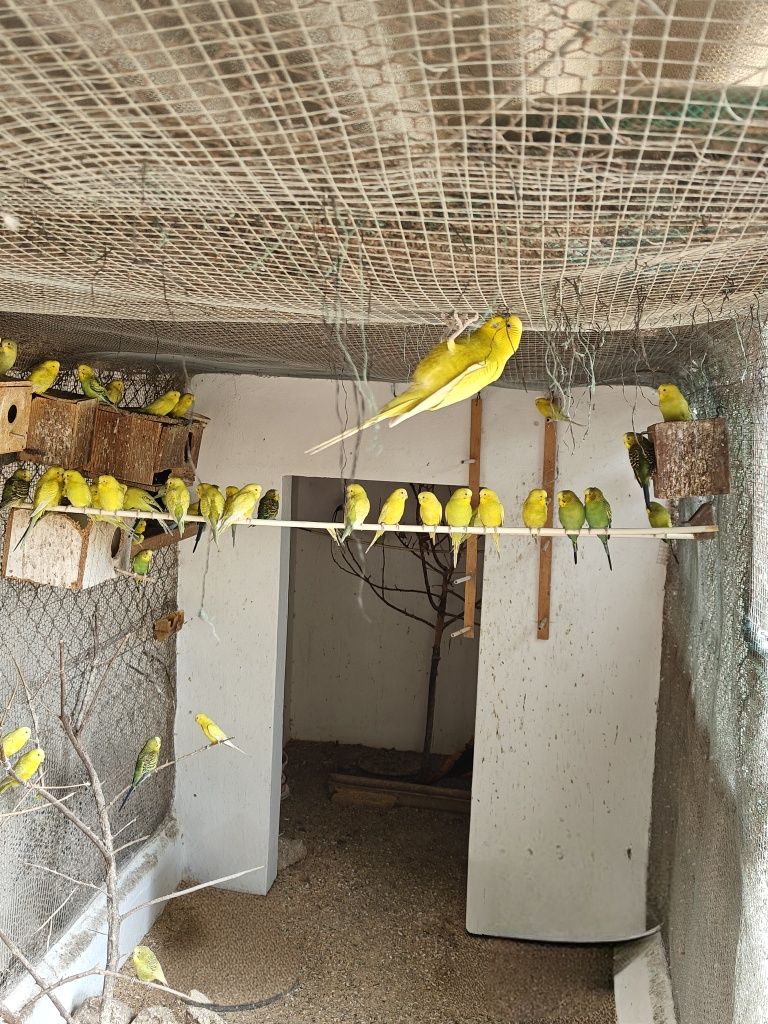 Piriquitos Australiano