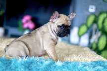 Buldog Francuski Piesek
