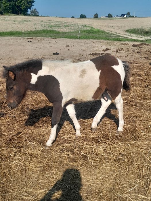 Sprzedam kucyka ogierka