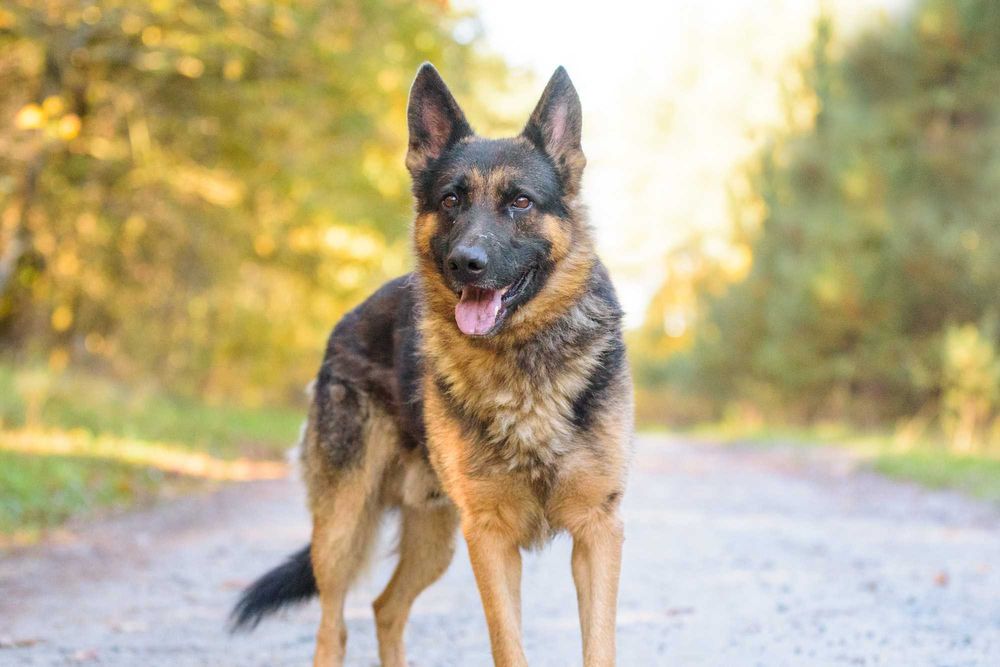 DOKKER - młody w typie owczarek niemiecki