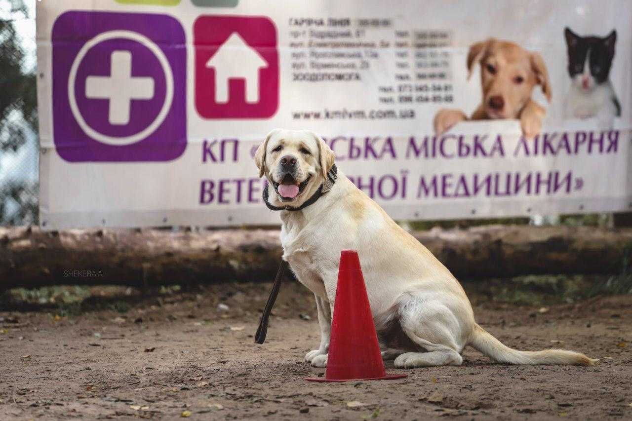 Лабрадор ретривер шукає дівчинку для вязки / лабрадор для вязки Київ