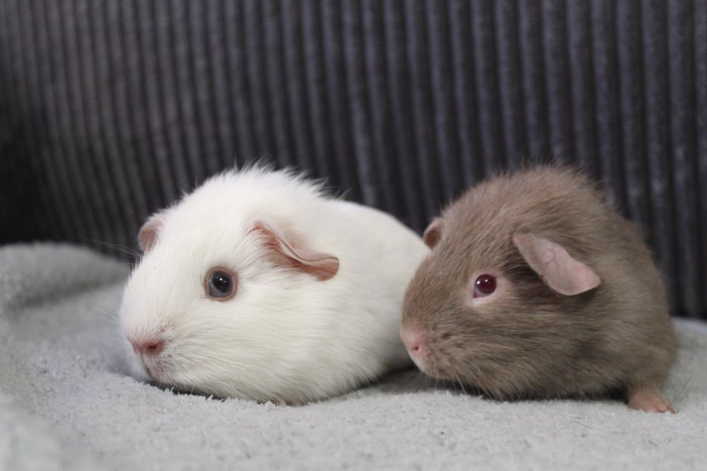 Świnki morskie,świnka morska. Self cavia domowa