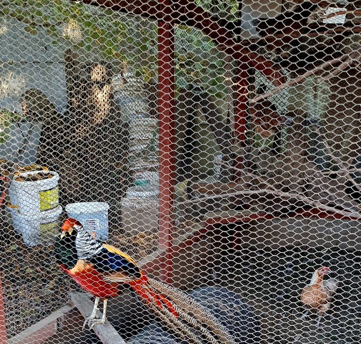 Bażanty złote , (samiec)