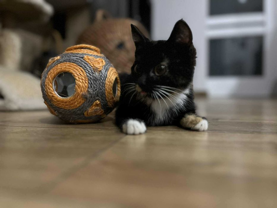 Bella szylkretka do adopcji
