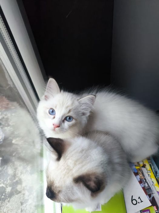 Cookie. Kot Ragdoll. Rodowód. Gotowy do zmiany domu.