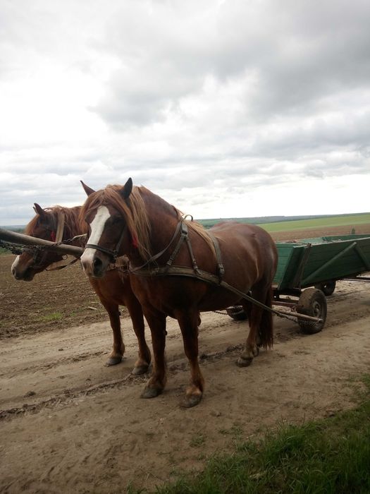Продається пара коней.                                         .