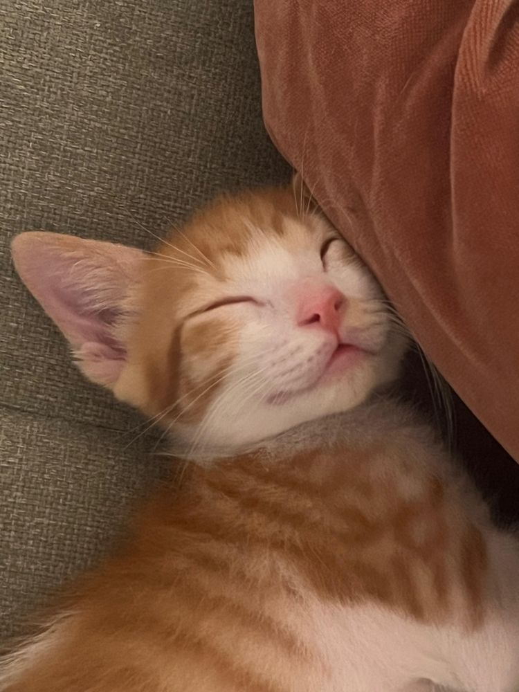 Gatos bebes para adoção responsavel