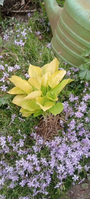 Хоста, гейхера різних кольорів продажа