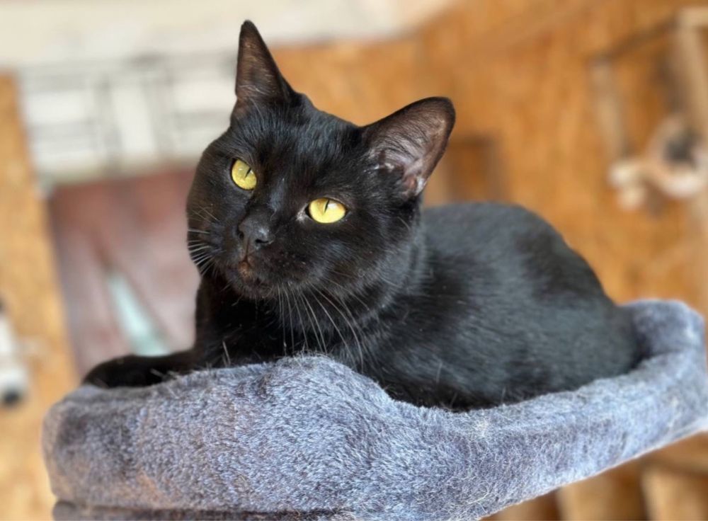 Чудовий котик кошенятко Салем, 2 года