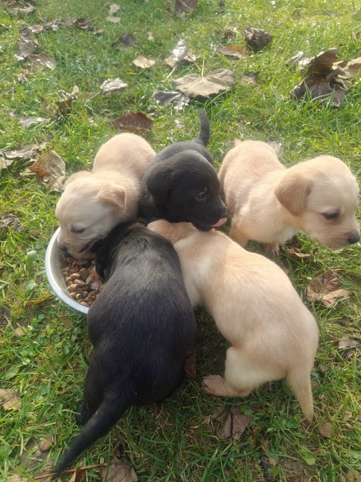 Szczenięta Labrador