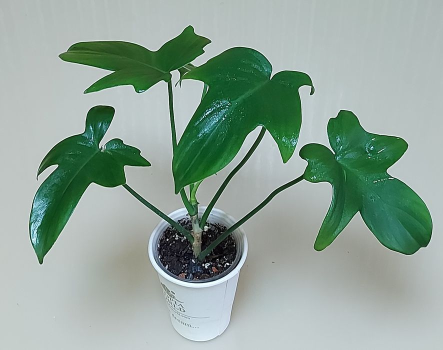 Філодендрон біллітае оренж, мінарум, маска, радіатум, Мамей, бородавча